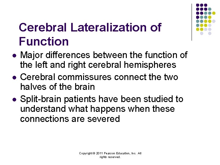 Cerebral Lateralization of Function l l l Major differences between the function of the