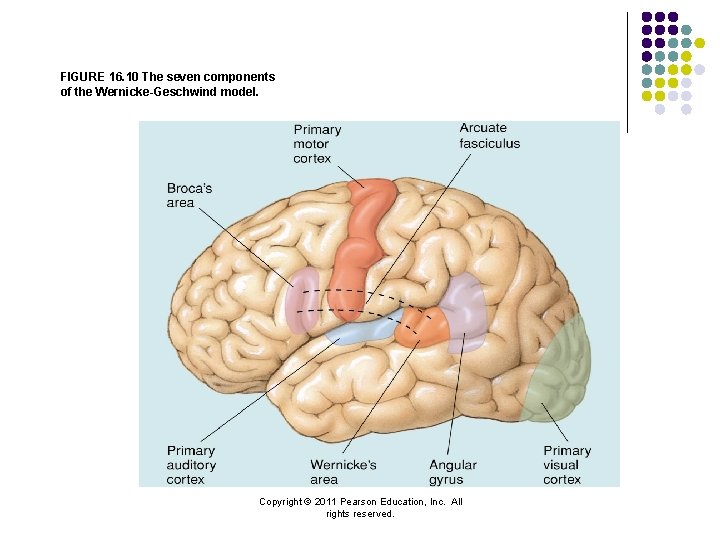 FIGURE 16. 10 The seven components of the Wernicke-Geschwind model. Copyright © 2011 Pearson