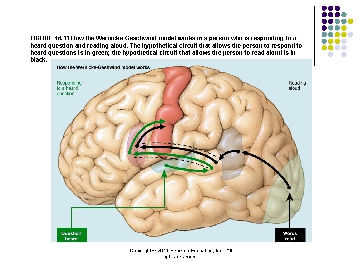 FIGURE 16. 11 How the Wernicke-Geschwind model works in a person who is responding