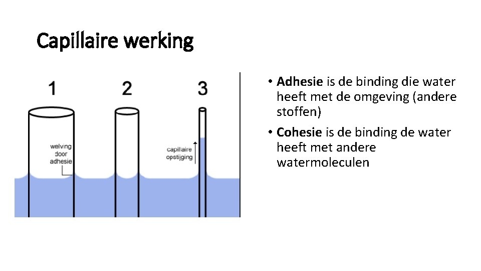 Capillaire werking • Adhesie is de binding die water heeft met de omgeving (andere