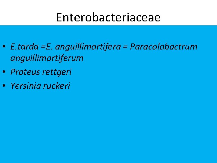 Enterobacteriaceae • E. tarda =E. anguillimortifera = Paracolobactrum anguillimortiferum • Proteus rettgeri • Yersinia