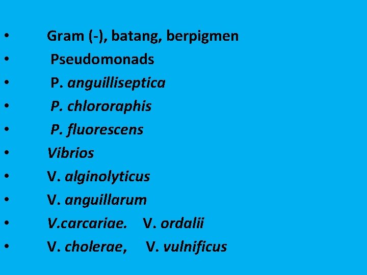  • • • Gram (-), batang, berpigmen Pseudomonads P. anguilliseptica P. chlororaphis P.