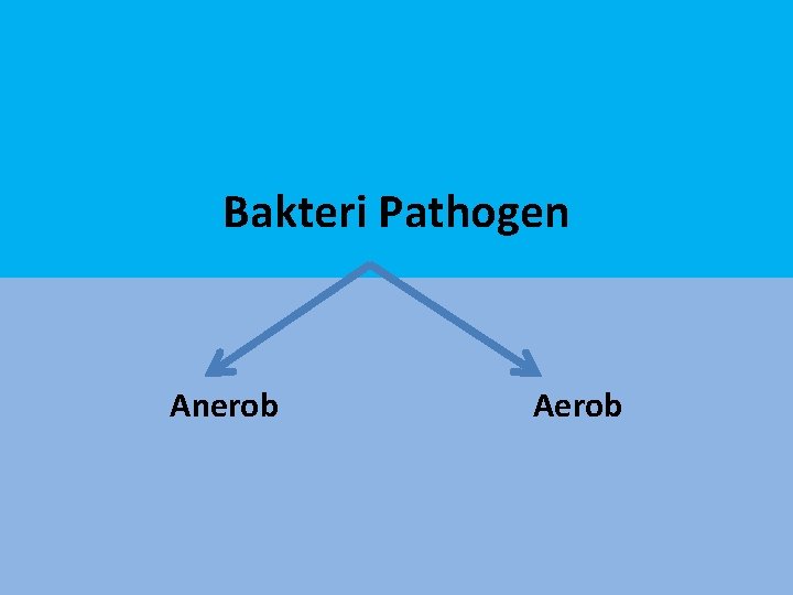 Bakteri Pathogen Anerob Aerob 