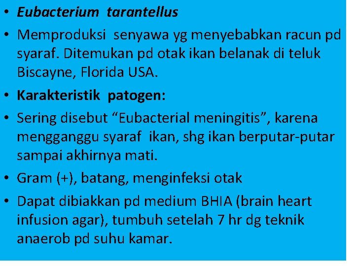  • Eubacterium tarantellus • Memproduksi senyawa yg menyebabkan racun pd syaraf. Ditemukan pd