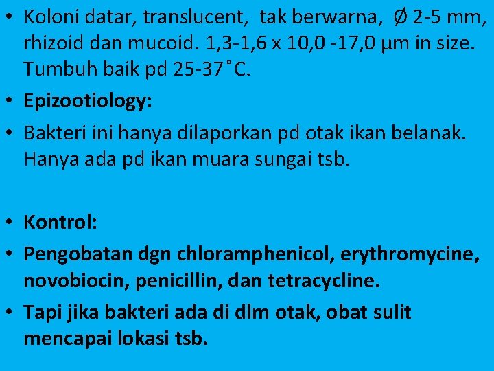  • Koloni datar, translucent, tak berwarna, Ø 2 -5 mm, rhizoid dan mucoid.