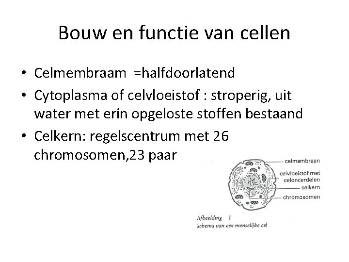 Bouw en functie van cellen • Celmembraam =halfdoorlatend • Cytoplasma of celvloeistof : stroperig,