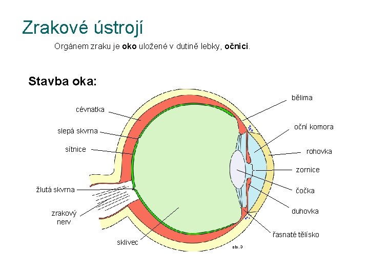 Zrakové ústrojí Orgánem zraku je oko uložené v dutině lebky, očnici. Stavba oka: bělima