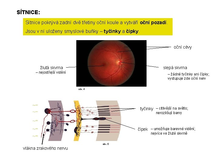 SÍTNICE: Sítnice pokrývá zadní dvě třetiny oční koule a vytváří oční pozadí. Jsou v