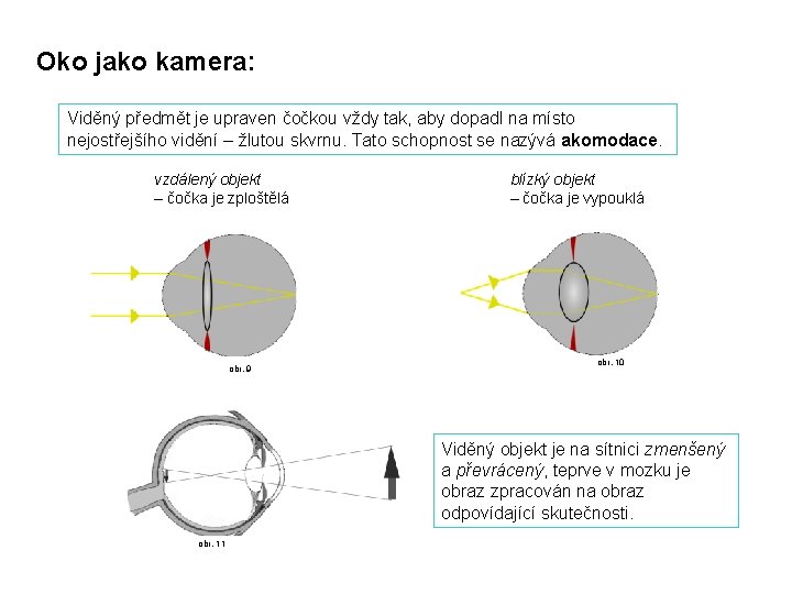 Oko jako kamera: Viděný předmět je upraven čočkou vždy tak, aby dopadl na místo