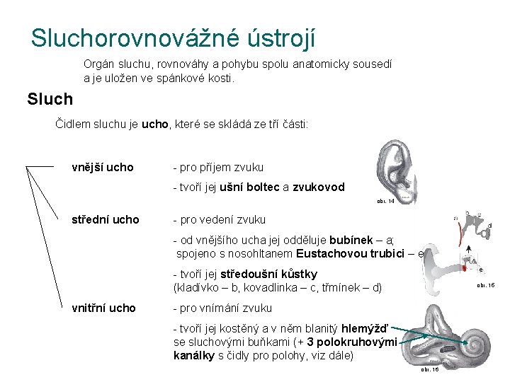 Sluchorovnovážné ústrojí Orgán sluchu, rovnováhy a pohybu spolu anatomicky sousedí a je uložen ve