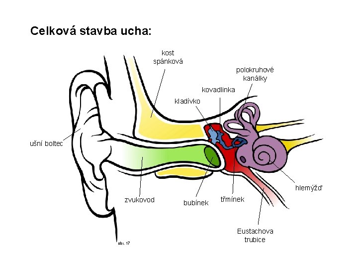 Celková stavba ucha: kost spánková polokruhové kanálky kovadlinka kladívko ušní boltec hlemýžď zvukovod obr.