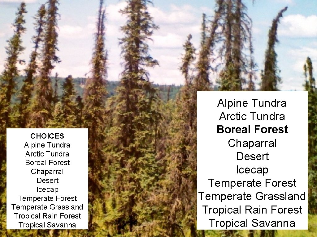 CHOICES Alpine Tundra Arctic Tundra Boreal Forest Chaparral Desert Icecap Temperate Forest Temperate Grassland