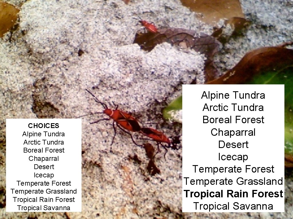 CHOICES Alpine Tundra Arctic Tundra Boreal Forest Chaparral Desert Icecap Temperate Forest Temperate Grassland