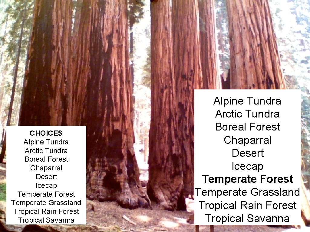 CHOICES Alpine Tundra Arctic Tundra Boreal Forest Chaparral Desert Icecap Temperate Forest Temperate Grassland