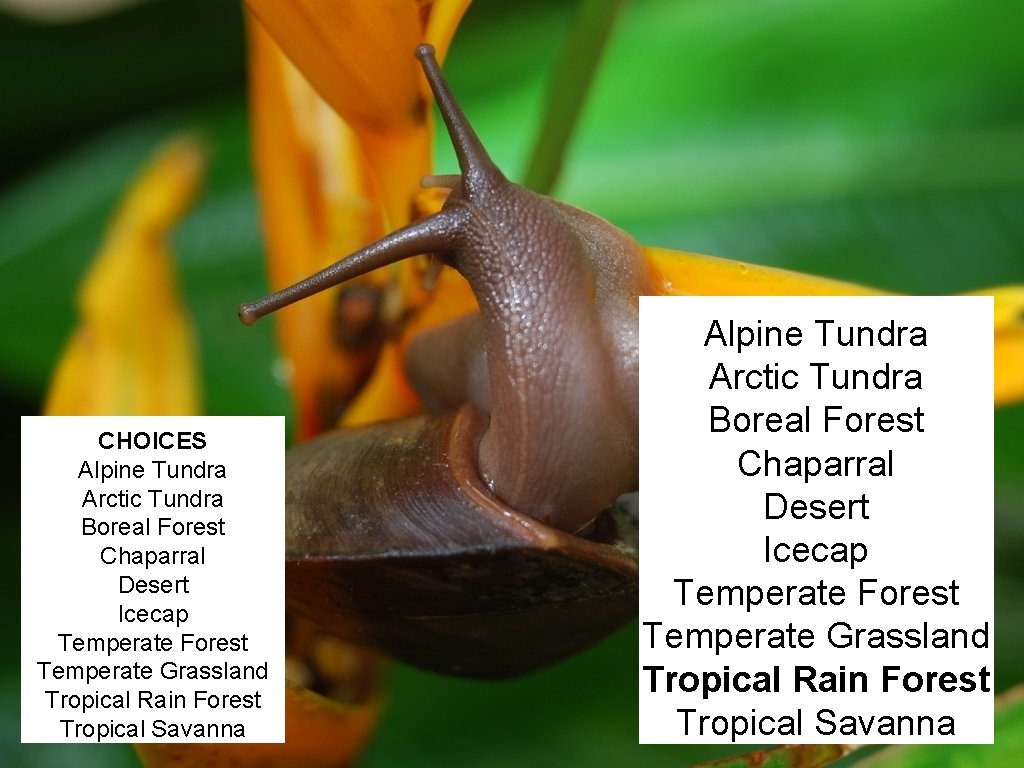 CHOICES Alpine Tundra Arctic Tundra Boreal Forest Chaparral Desert Icecap Temperate Forest Temperate Grassland