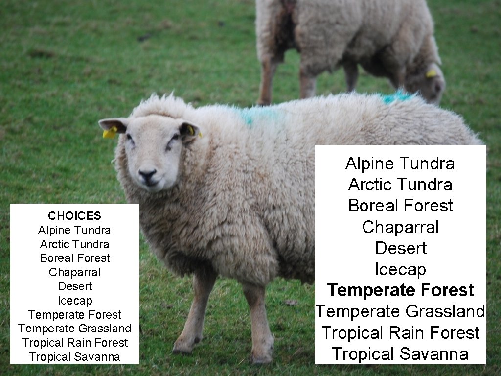 CHOICES Alpine Tundra Arctic Tundra Boreal Forest Chaparral Desert Icecap Temperate Forest Temperate Grassland
