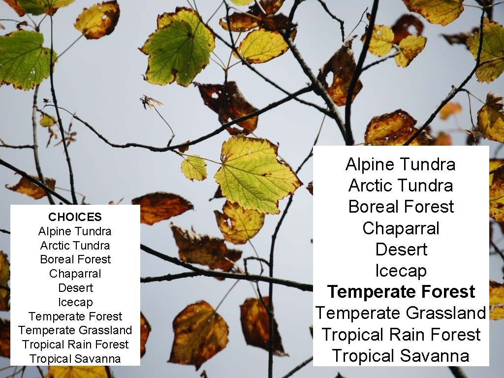 CHOICES Alpine Tundra Arctic Tundra Boreal Forest Chaparral Desert Icecap Temperate Forest Temperate Grassland