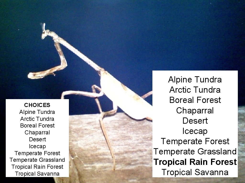 CHOICES Alpine Tundra Arctic Tundra Boreal Forest Chaparral Desert Icecap Temperate Forest Temperate Grassland