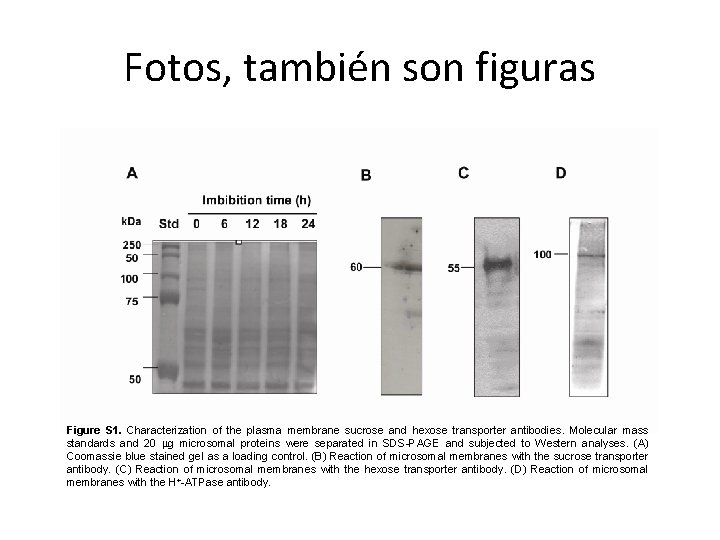 Fotos, también son figuras Figure S 1. Characterization of the plasma membrane sucrose and