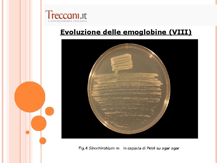 Evoluzione delle emoglobine (VIII) 