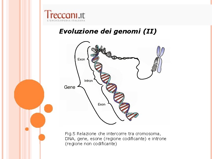Evoluzione dei genomi (II) Fig. 5 Relazione che intercorre tra cromosoma, DNA, gene, esone