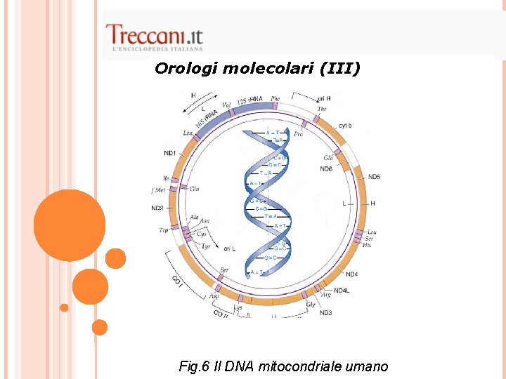 Orologi molecolari (III) Fig. 6 Il DNA mitocondriale umano 