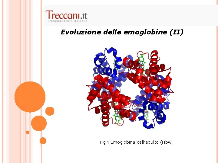 Evoluzione delle emoglobine (II) Fig 1 Emoglobina dell’adulto (Hb. A) 
