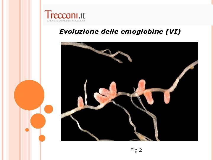 Evoluzione delle emoglobine (VI) Fig. 2 