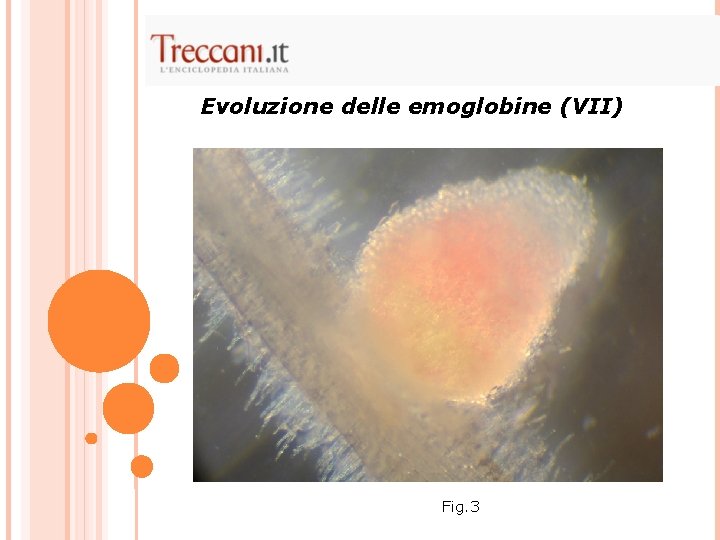 Evoluzione delle emoglobine (VII) Fig. 3 