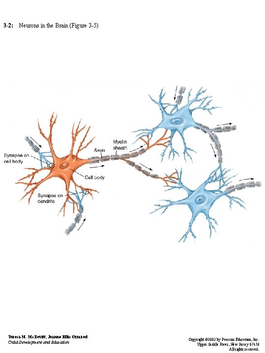 3 -2: Neurons in the Brain (Figure 3 -5) Teresa M. Mc. Devitt, Jeanne 3 -2: Neurons in the Brain (Figure 3 -5) Teresa M. Mc. Devitt, Jeanne