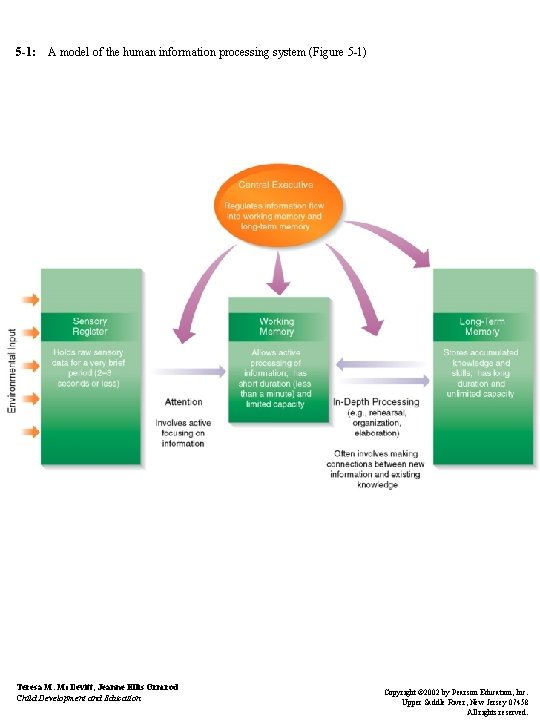 5 -1: A model of the human information processing system (Figure 5 -1) Teresa 5 -1: A model of the human information processing system (Figure 5 -1) Teresa