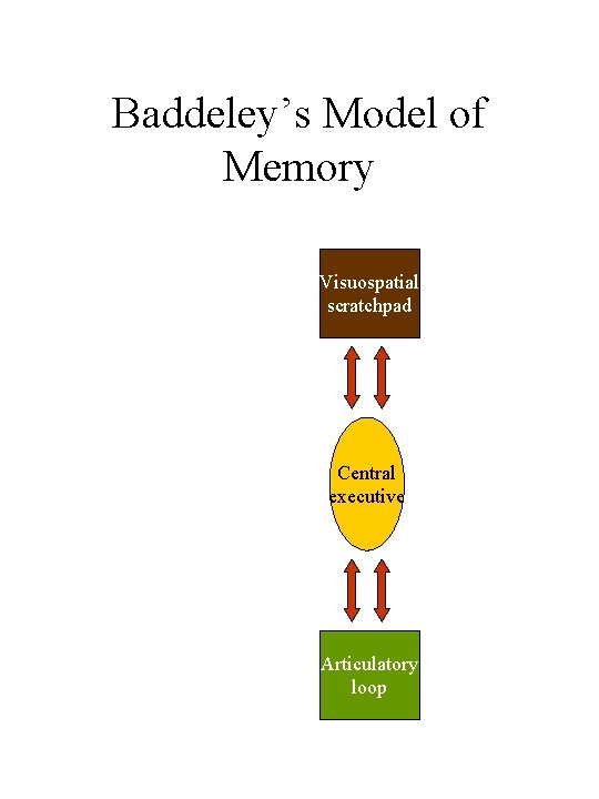 Baddeley’s Model of Memory Visuospatial scratchpad Central executive Articulatory loop Baddeley’s Model of Memory Visuospatial scratchpad Central executive Articulatory loop