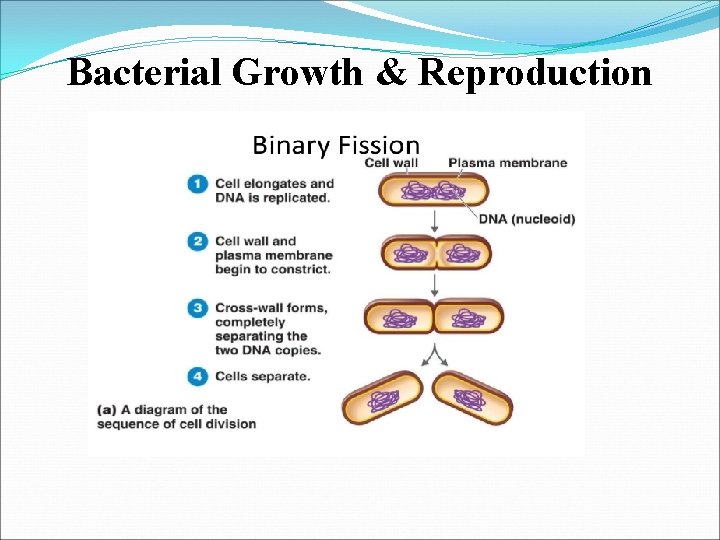 Bacterial Growth & Reproduction 