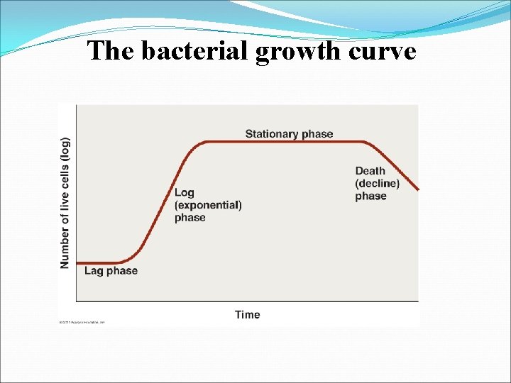 The bacterial growth curve 