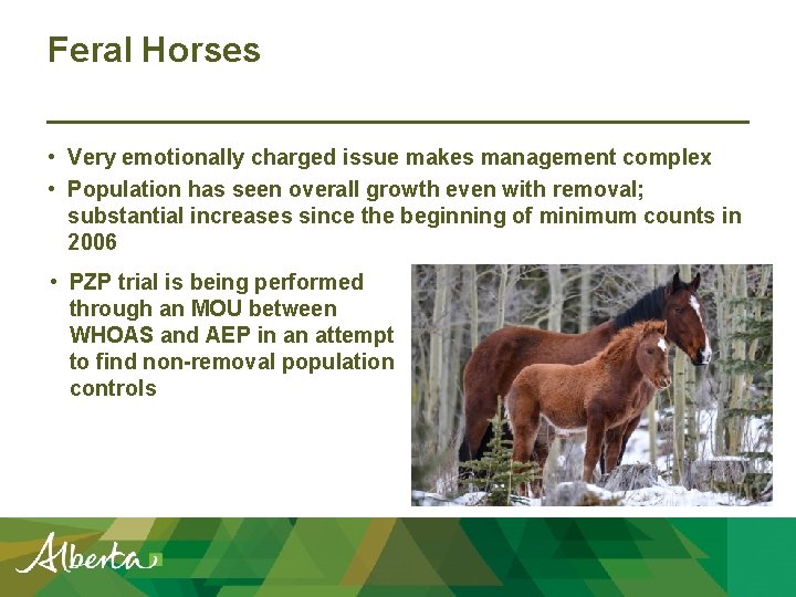 Feral Horses • Very emotionally charged issue makes management complex • Population has seen