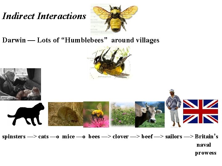 Indirect Interactions Darwin — Lots of “Humblebees” around villages spinsters —> cats —o mice