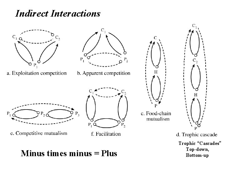 Indirect Interactions Minus times minus = Plus Trophic “Cascades” Top-down, Bottom-up 