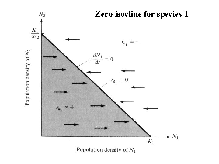 Zero isocline for species 1 