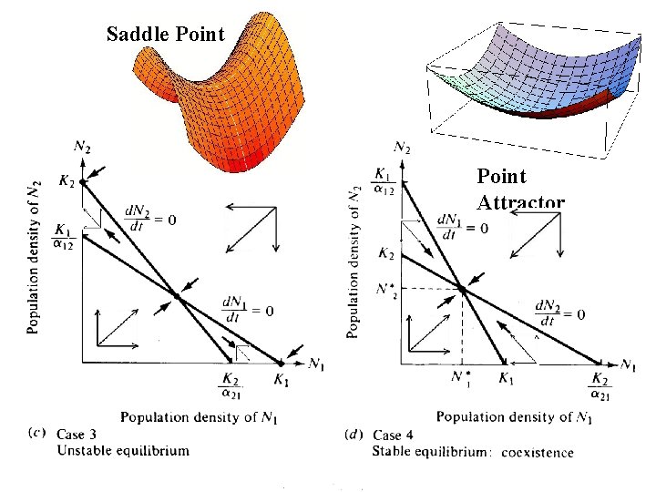 Saddle Point Attractor 