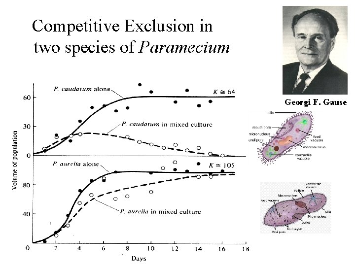Competitive Exclusion in two species of Paramecium Georgi F. Gause 