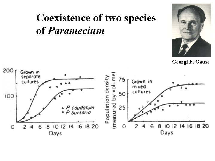Coexistence of two species of Paramecium Georgi F. Gause 