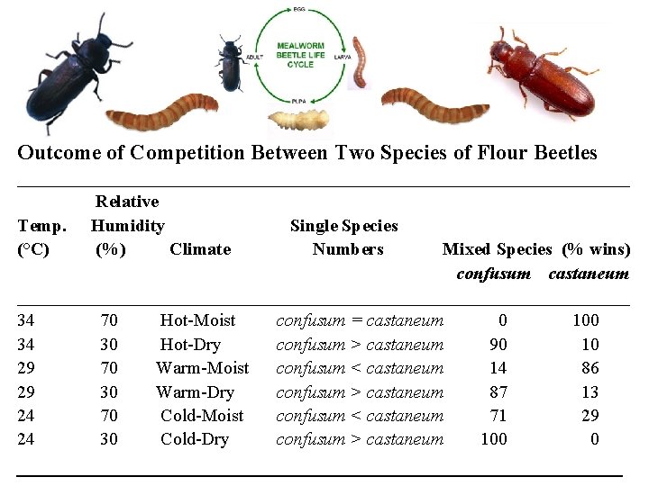 Outcome of Competition Between Two Species of Flour Beetles __________________________________ Relative Temp. Humidity Single