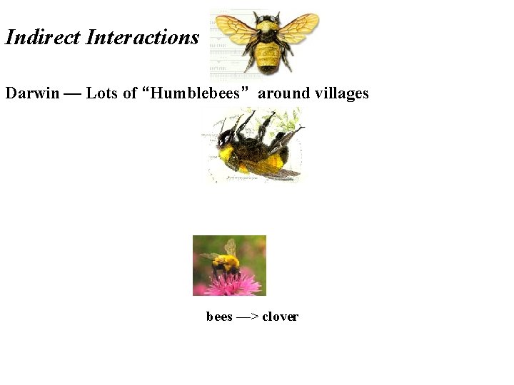 Indirect Interactions Darwin — Lots of “Humblebees” around villages bees —> clover 