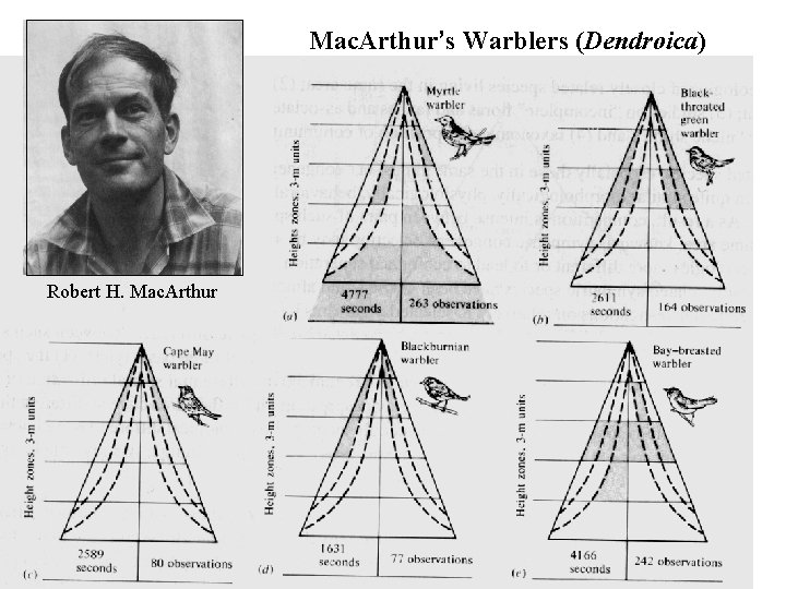 Mac. Arthur’s Warblers (Dendroica) Robert H. Mac. Arthur 