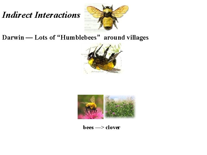 Indirect Interactions Darwin — Lots of “Humblebees” around villages bees —> clover 