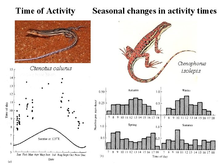 Time of Activity Ctenotus calurus Seasonal changes in activity times Ctenophorus isolepis 