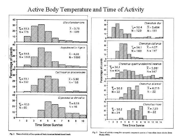 Active Body Temperature and Time of Activity 