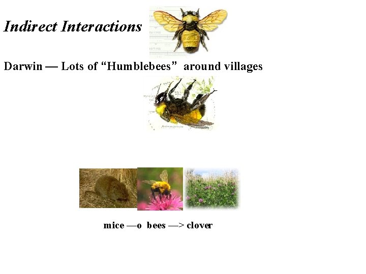 Indirect Interactions Darwin — Lots of “Humblebees” around villages mice —o bees —> clover