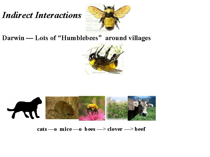 Indirect Interactions Darwin — Lots of “Humblebees” around villages cats —o mice —o bees