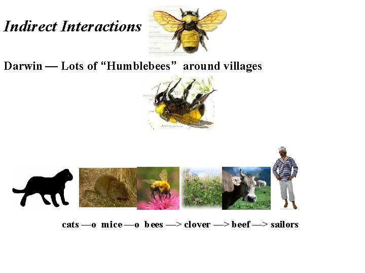 Indirect Interactions Darwin — Lots of “Humblebees” around villages cats —o mice —o bees